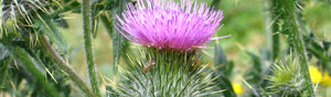 A Scotch Thistle at it's prickly finest