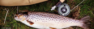 A silver "Loch Leven" brown trout from a hill loch